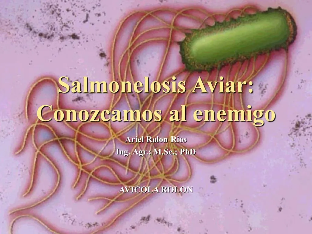 PPT - Salmonelosis Aviar: Conozcamos Al Enemigo PowerPoint Presentation ...