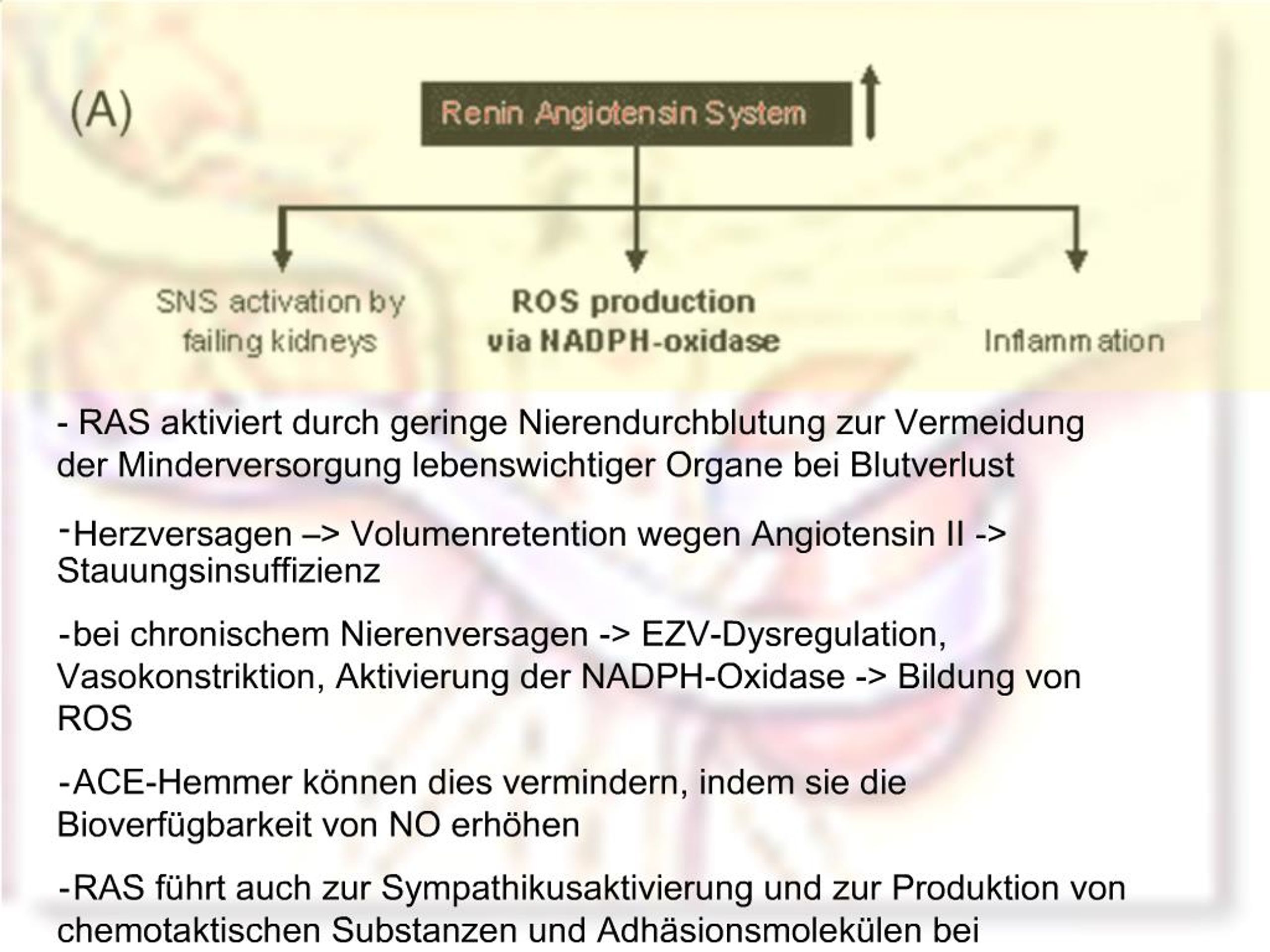 Ppt Kardiorenales Syndrom Powerpoint Presentation Free Download Id 970927