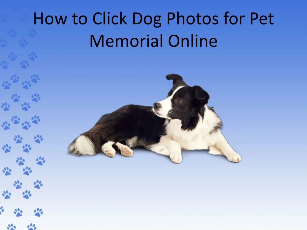 how to click dog photos for pet memorial online n.