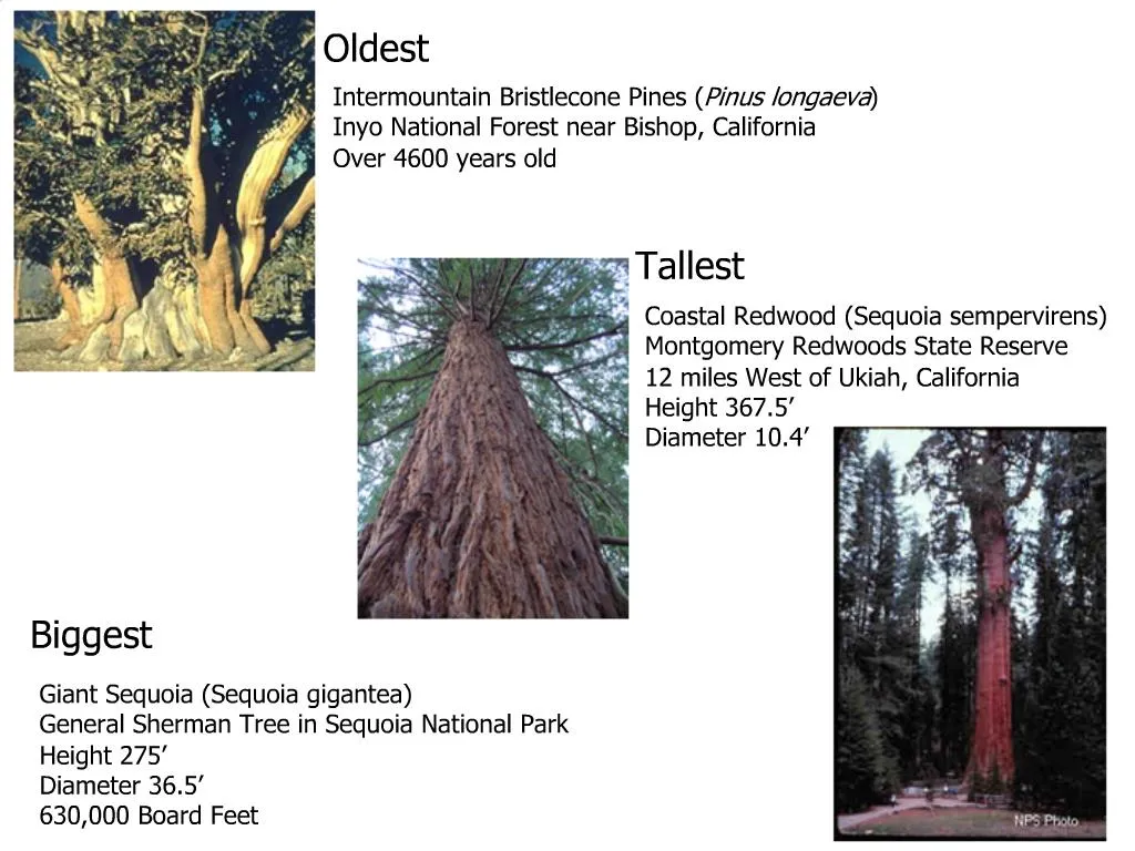 sequoia tree height