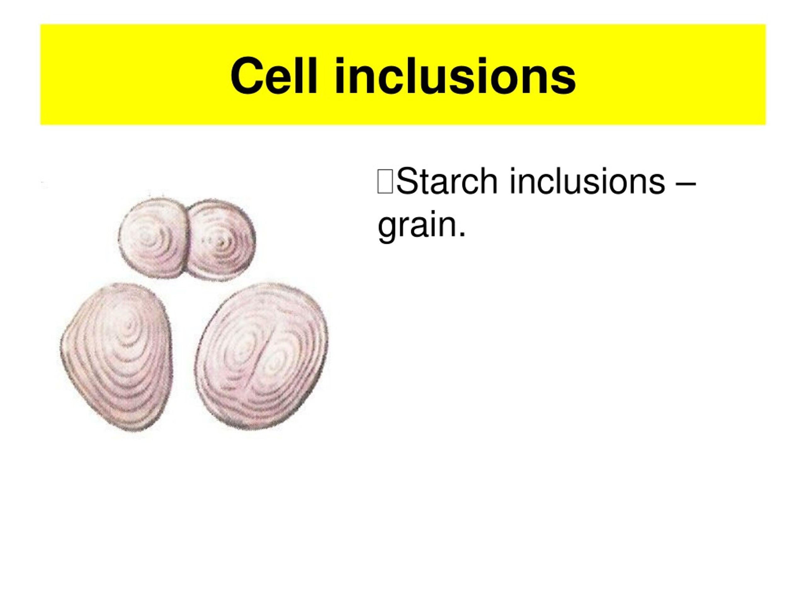 PPT LECTURE 4 CELL INCLUSIONS CHEMICAL COMPOSITION OF THE CELL 