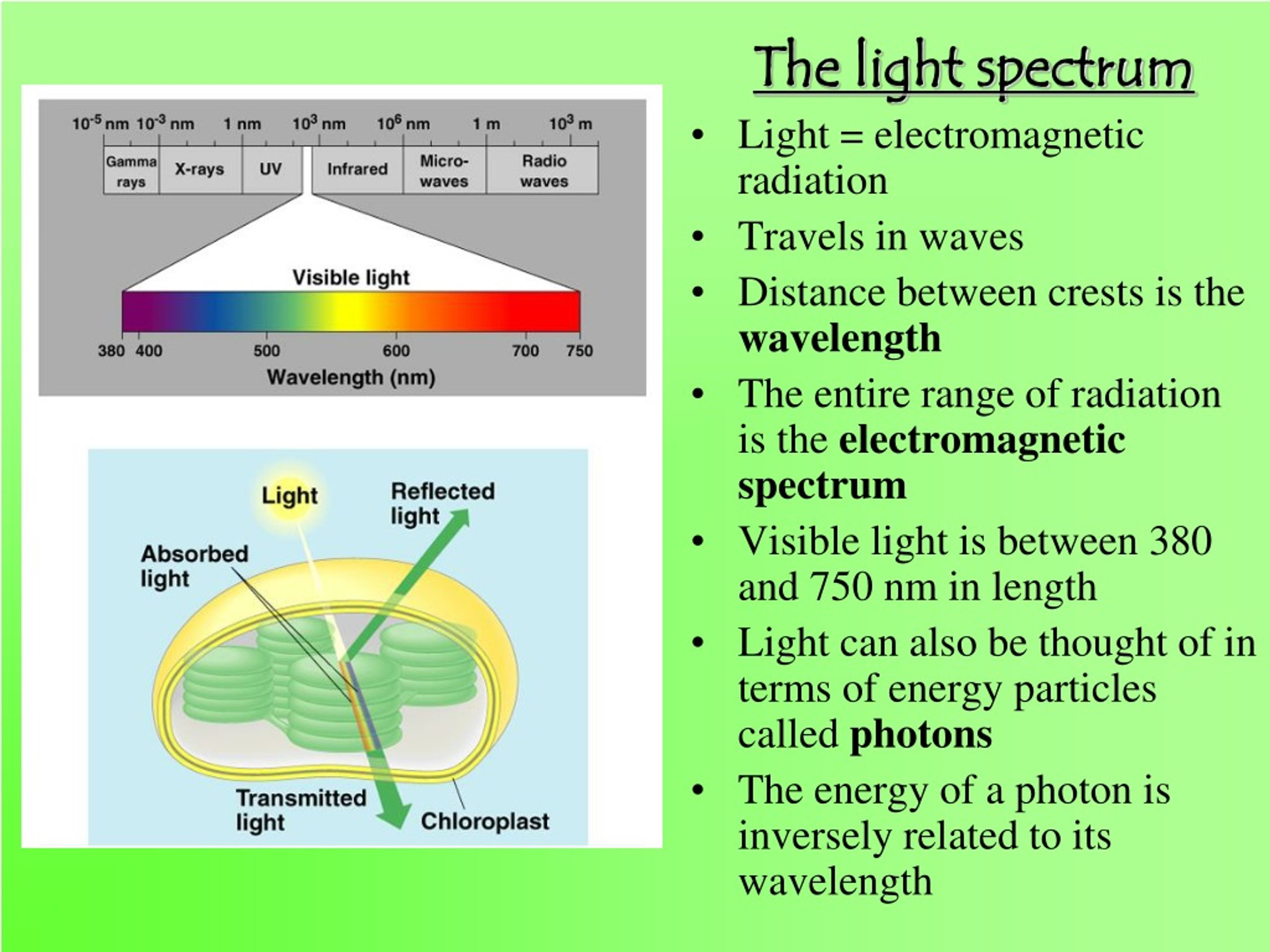 ppt-photosynthesis-chapter-8-biology-in-focus-ap-bio-2014-powerpoint